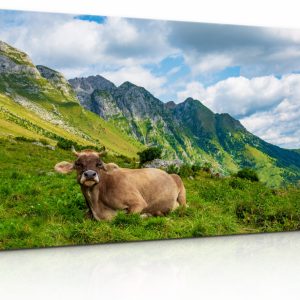 Obraz Alpská kráva