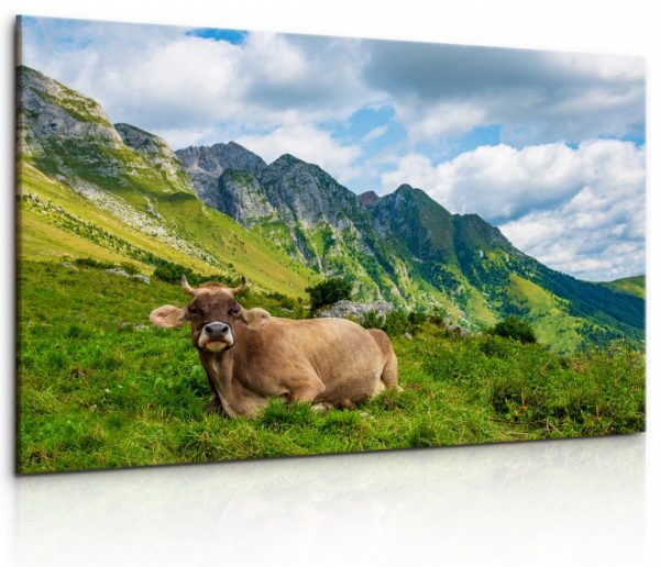Obraz Alpská kráva