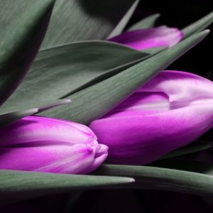Obraz - fialové tulipány