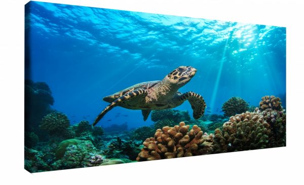 Obraz na stěnu - mořská želva