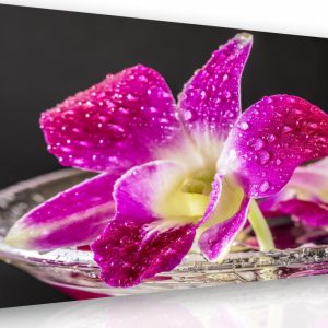 Obraz - orchidej fialová