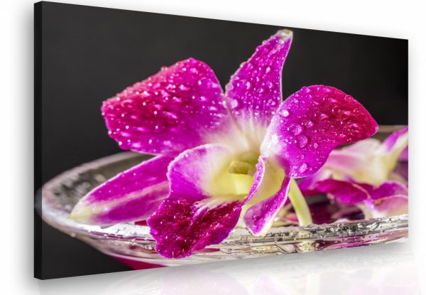 Obraz - orchidej fialová
