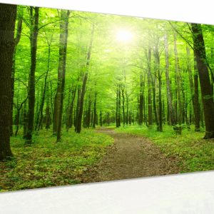 Obraz - procházka po lese