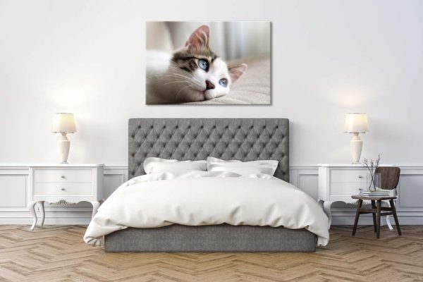Obraz roztomilá kočka - Image 2