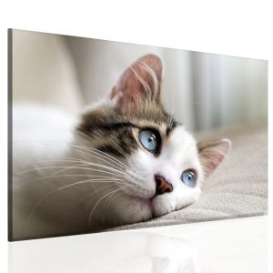 Obraz roztomilá kočka