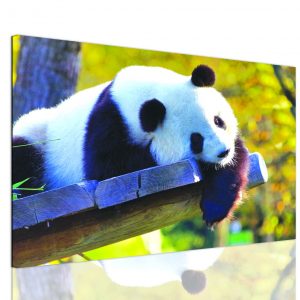 Obraz roztomilá panda