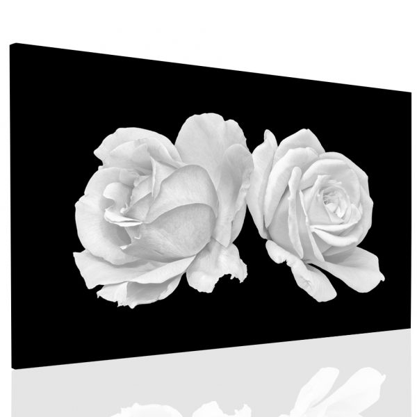 Obraz tajemná bílá růže
