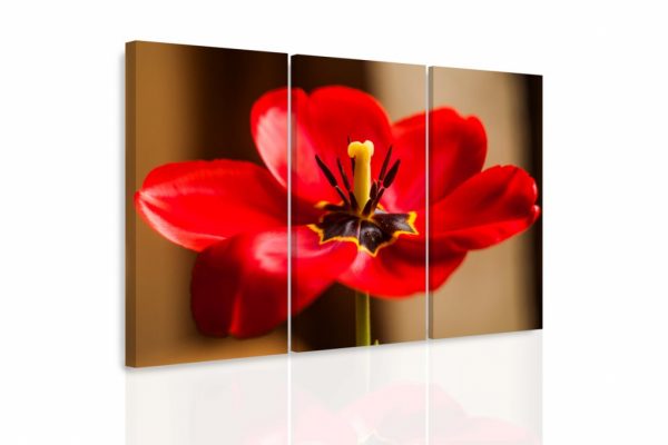 Vícedílný obraz - Červený tulipán