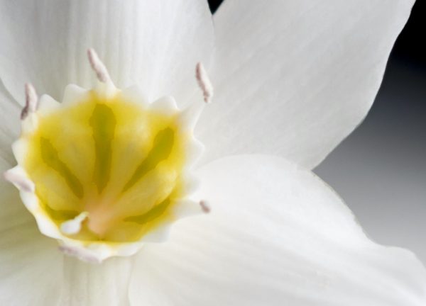 Vícedílný obraz - Orchidej ve tmě - Image 3