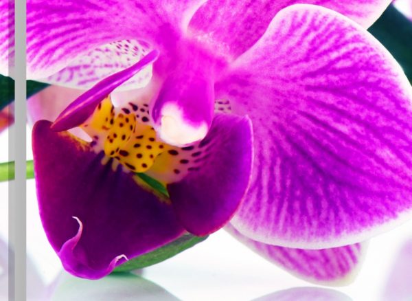 Vícedílný obraz - Orchidej v prostoru - Image 3