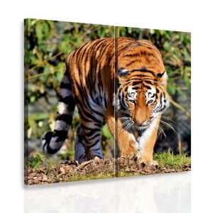 Vícedílný obraz - Tygr