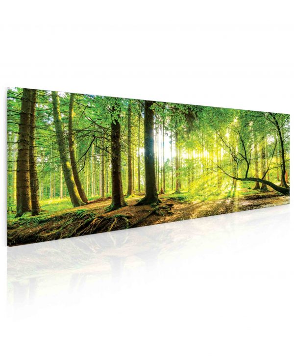 Obraz slunce v lese 55x25 cm