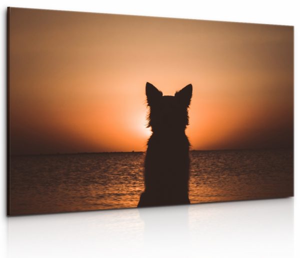 Obraz Pes u západu slunce