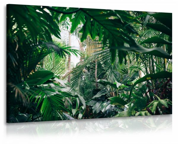 Obraz domácí džungle