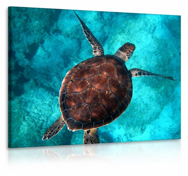 Obraz želva v moři
