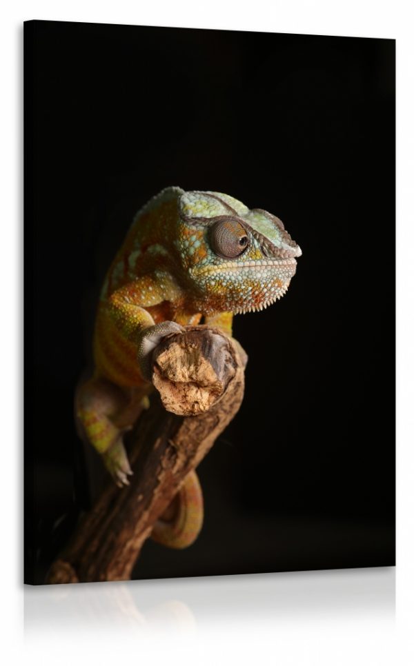Obraz chameleon II. 100x150 cm