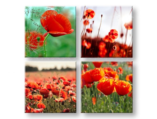 Obraz na stenu Meadow of poppy poppies 4 dielny XOBKOL17E42