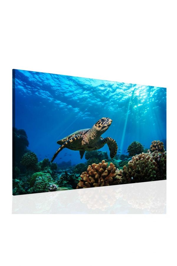 Obraz Mořská želva