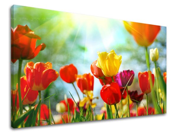 Obraz na stenu Zľava 60 % KVETY TULIPÁNY 30x40 cm
