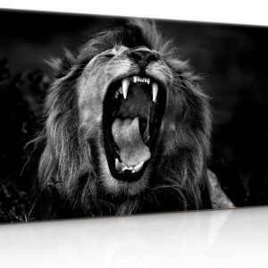 Obraz černobílý královský lev