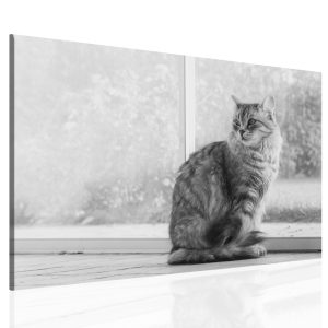 Obraz na plátně Kočka