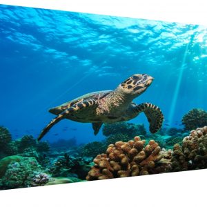 Obraz na stěnu - mořská želva