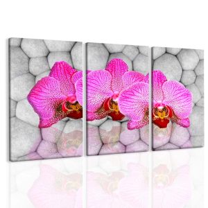 Obraz orchideje na kamenech