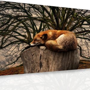 Obraz - Spící liška