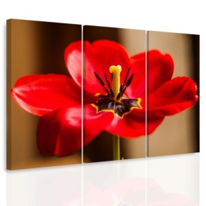 Vícedílný obraz - Červený tulipán