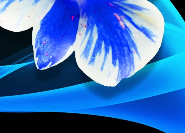 Vícedílný obraz - Orchidej na vlnách - Image 3
