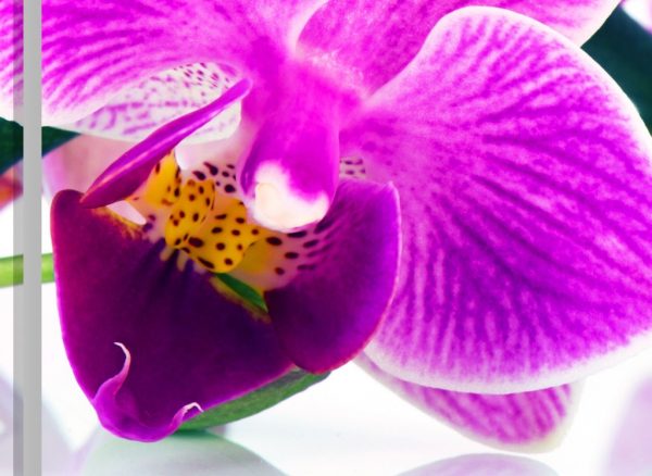 Vícedílný obraz - Orchidej v prostoru - Image 3