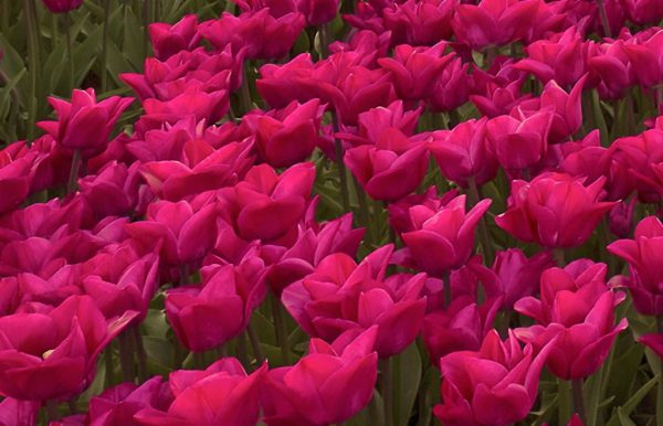 Vícedílný obraz - Záplava tulipánů - Image 3
