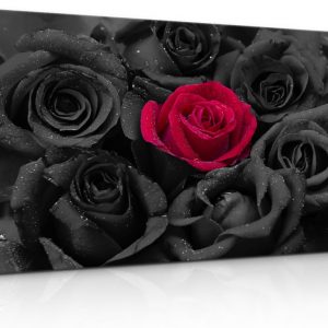 Obraz Černé růže s kapkami vody
