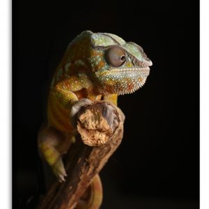Obraz Chameleon II. 100x150 cm