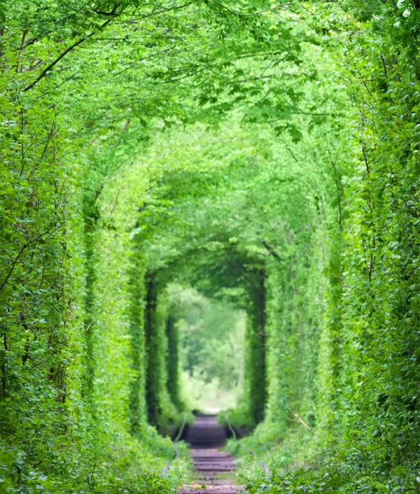 Obraz Zelený tunel - Image 4