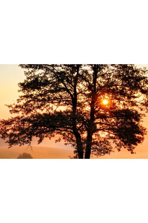 Obraz - ranní jinovatka - Image 4